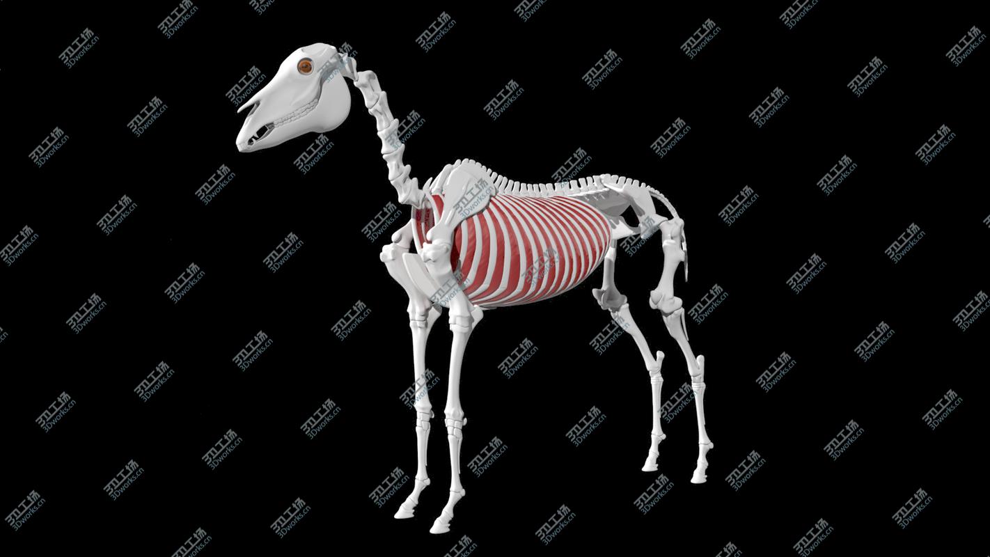 images/goods_img/2021040161/Horse Anatomy/4.jpg